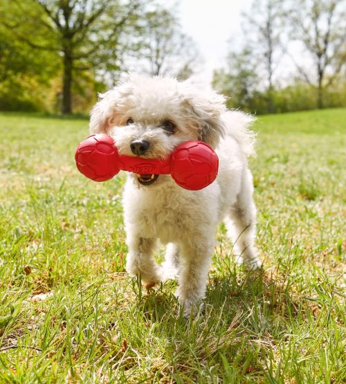 Lidl store dog toys