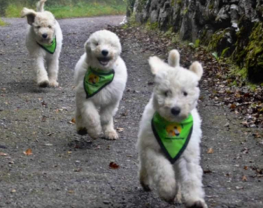 Currys & Pennies partnership raises much-needed charity funds including My Canine Companion