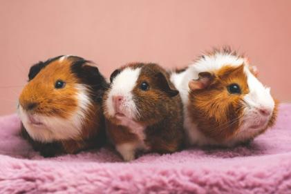 Small Animal & Exotics House opens at DSPCA to cope with increased rescues