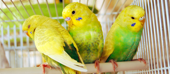 pet birds for kids